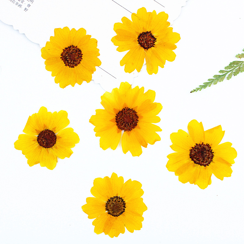 Dried Flower Bookmark - 24개입, 천연 국화 압화 꽃, DIY