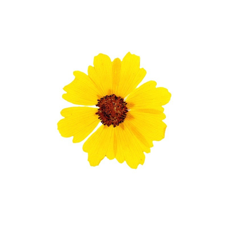 24개입, 천연 국화 압화 꽃, DIY 레진 공예, 사 - Dried Flower Bookmark 리뷰 및 가격