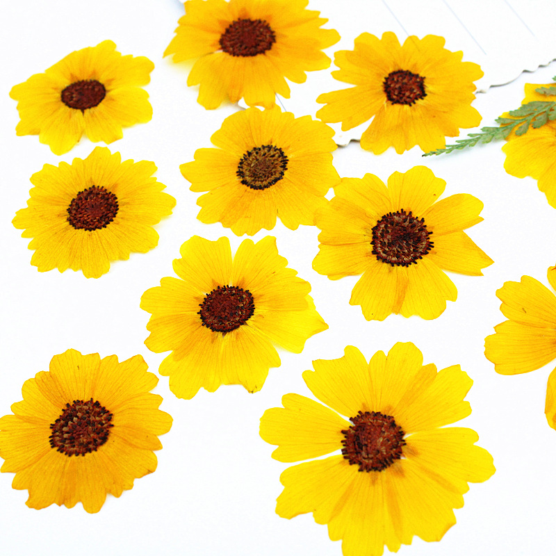 24개입, 천연 국화 압화 꽃, DIY 레진 공예, 사 - Dried Flower Bookmark 리뷰 및 가격
